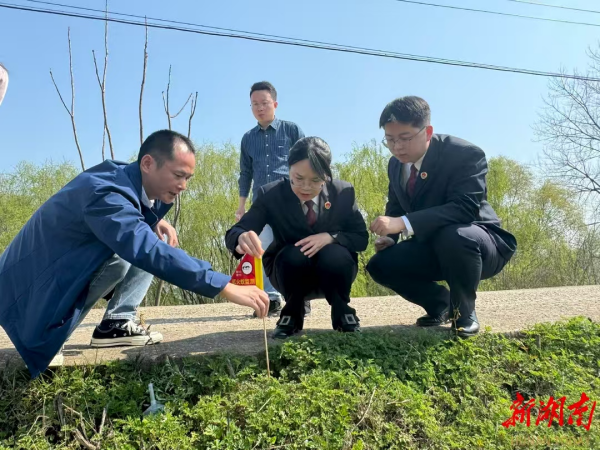 我是检察官丨公益诉讼检察助力兴马洲红火蚁防治